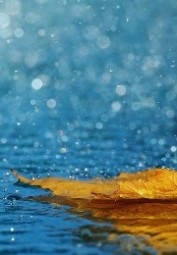 Chờ Khi Nỗi Nhớ Nở Hoa