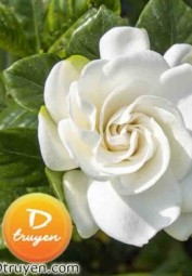 Lời Muốn Nói, Trói Chẳng Đặng