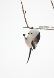 Tiểu Phì Thu Chủ Luôn Muốn Ăn Ta